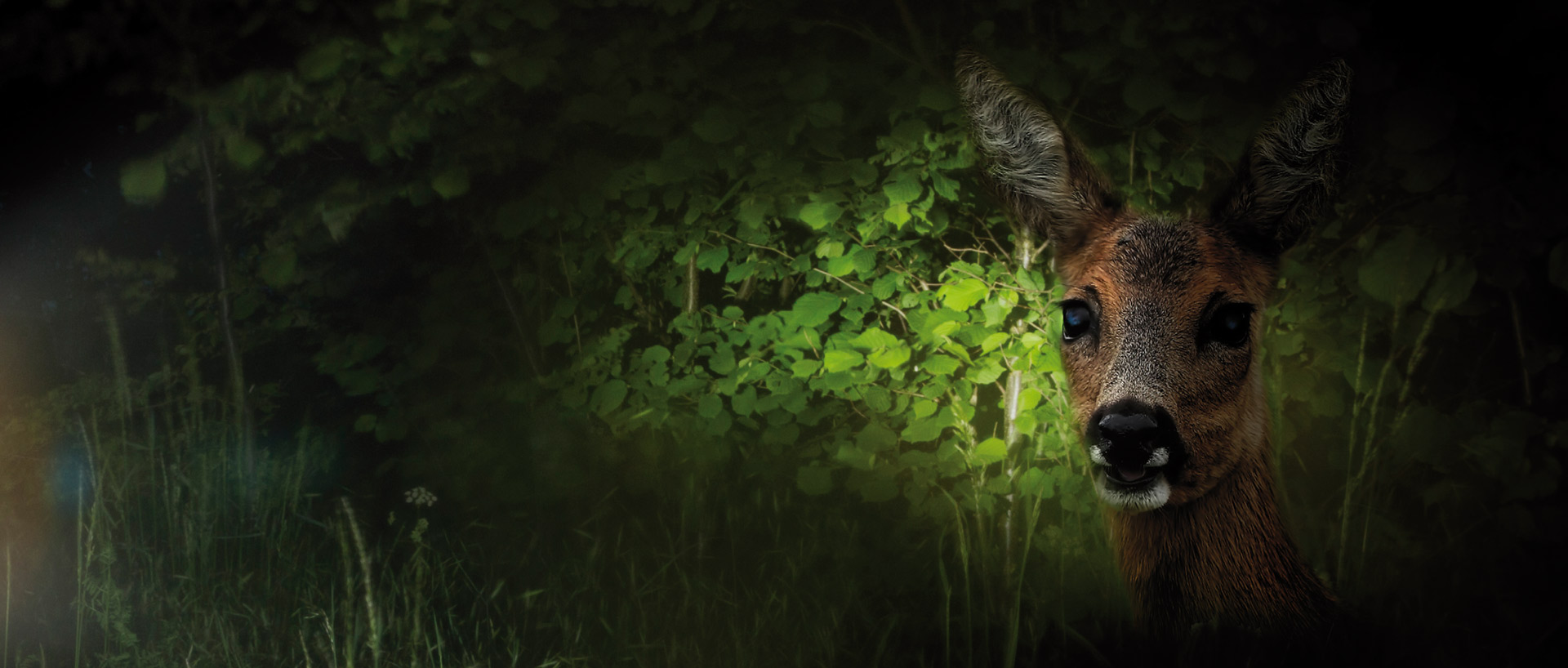 wildwwarnreh